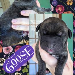 GOOSE - Brindle male Great Dane puppy in Wellsville, New York from Prophecy Danes