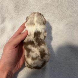 Journey - Red merle male Australian Shepherd puppy in Mcmillan, Michigan from Hall-N-Auss Australian shepherds