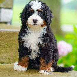 Nina - Tri-color female Bernedoodle puppy in Dundee, Ohio from Down Home Doodle