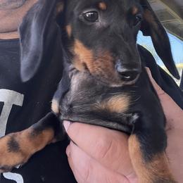 Dachshund Puppies from Witchy Woman’s Wiener’s