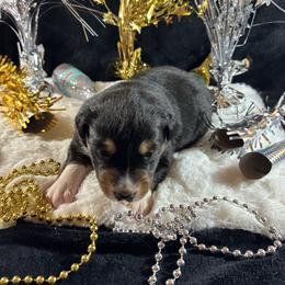 Black tri 4 - Black tri-color male Australian Shepherd puppy in Loganville, Georgia from Howell Aussies