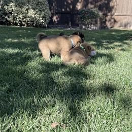 Shiba Inu Puppies from Anko Shibas
