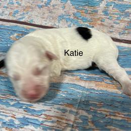 Katie - Black and white female Aussiedoodle puppy in Lebanon, Missouri from Cobbs Creek Canines