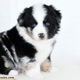 Rogue - Blue merle female Miniature Australian Shepherd puppy in Ellsinore, Missouri from Shebang Aussies