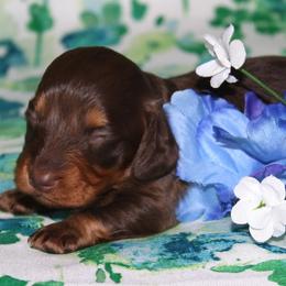 Whiskey - Chocolate and tan male Dachshund puppy in Corbin, Kentucky from White River Valley Kennel