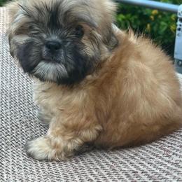 Auvory - Liver male Shih Tzu puppy in Corpus Christi, Texas from Pam Crump Shih Tzu