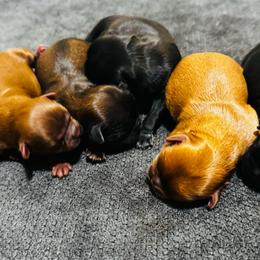 Baby Tyson - Red male Shih Tzu puppy in Detroit, Michigan from Friends4everkennel LLC