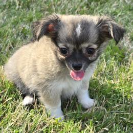Bear Bear 3800 - Sable spotted white male Chihuahua puppy in Tulsa, Oklahoma from Hart's Chihuahuas