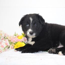 Sawyer - Black & white male Australian Shepherd puppy in Honey Brook, Pennsylvania from New Adventures Puppies