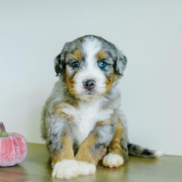 Hickory - male Australian Mountain Doodle puppy in Spanish Fork, Utah from K Brand Doodles