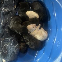 Girl 1 - female Scottish Terrier puppy in San Diego (Jamul), California from Lee Valley Scotties