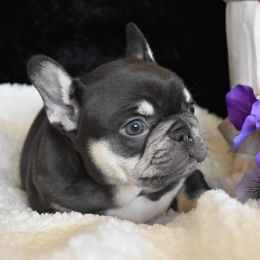 Bulldog and French Bulldog Puppies from Raise The Woof Bulldogs