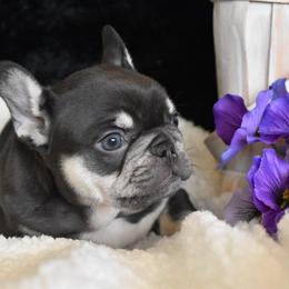 Bulldog and French Bulldog Puppies from Raise The Woof Bulldogs