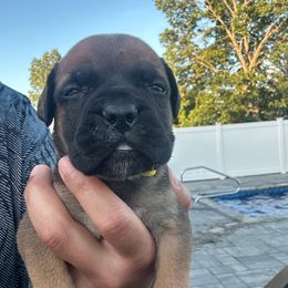 Girl 2 - Yellow - Red female Bullmastiff puppy in Attleboro, Massachusetts from Big Bully Nation