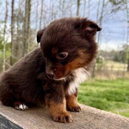 Ruby - Red tri female Miniature Australian Shepherd puppy in Michie, Tennessee from Acton Aussies