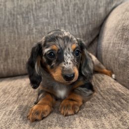 Dachshund Puppies from 4B Dachshunds