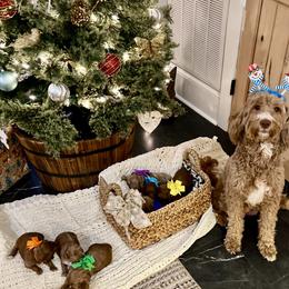 Girl 1 - female Goldendoodle puppy in Culpeper, Virginia from Beechwood Goldendoodles (VA)