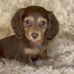 Sansa's Chocolate and Tan -- Girl (orange collar) - Chocolate and tan female Dachshund puppy in Kalama, Washington from Dazzling Doxies