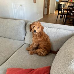 Pumpkin - Goldendoodle