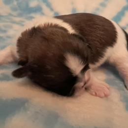 Rose - Gold and white female Shih Tzu puppy in Silver Springs, Nevada from Meadowlyn's Dream Shih Tzu