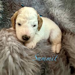 Summit - Parti male Goldendoodle puppy in Boise, Idaho from Goldendoodle Baby