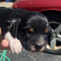 Boots - Black and cream male Dachshund puppy in Elizabethtown, Kentucky from Teeny Tiny Puppy Tails