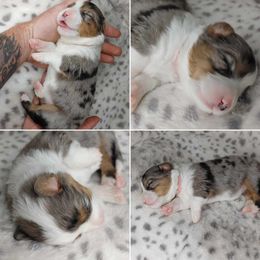 American Corgi Puppies from Cold Creek Family Farm LLC