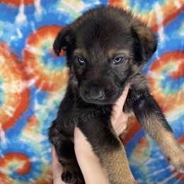 German Shepherd Puppies from K&D German Shepherds