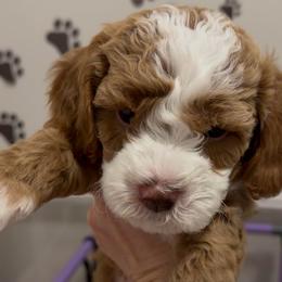 Rudolph - Red male Cavapoo puppy in Bradenton, Florida from Christianna’s Mini Goldendoodles