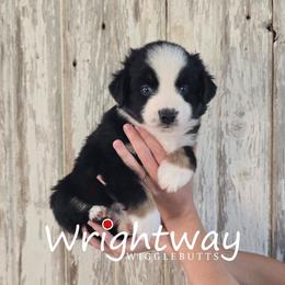Ash - Black tri female Miniature Australian Shepherd puppy in Dowagiac, Michigan from Wrightway Wigglebutts