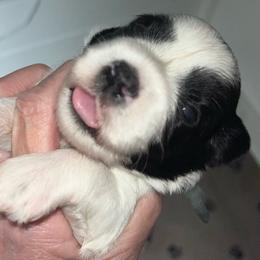 Jasper - Parti male Miniature Schnauzer puppy in Port Orchard, Washington from Silver Bells Miniature Schnauzers