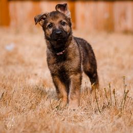 Purple/Green Female - German Shepherd puppy in Vancouver, Washington from DraugrHaus German Shepherds