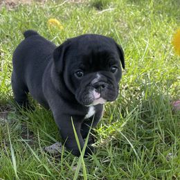 Bulldog and German Shorthaired Pointer Puppies from LyonHeart