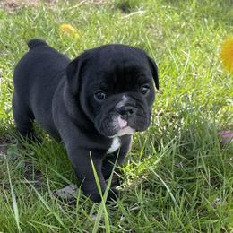 Bulldog and German Shorthaired Pointer Puppies from LyonHeart