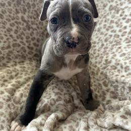 Comet - Blue male American Pit Bull Terrier puppy in Frederick, Maryland from •Wyngate Pits•