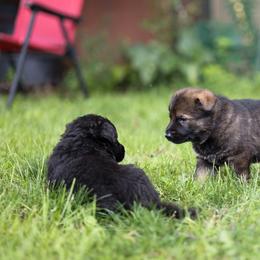 German Shepherd Puppies from Zwinger Vom Rabenauge