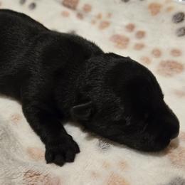 Male4 - Black male Scottish Terrier puppy in Conroe, Texas from Scotch McLaren Terriers