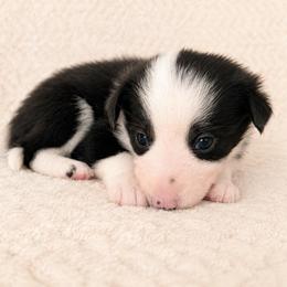 Ellie - Female - Black and white female Border Collie puppy in Avery, Texas from Willa Creek Border Collies