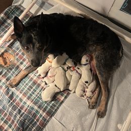 Boy 3 - Australian Cattle Dog puppy in Maryland from Hernwood Heelers & Poodles