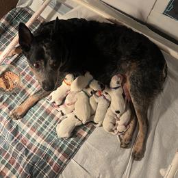 Boy 3 - Australian Cattle Dog puppy in Maryland from Hernwood Heelers & Poodles