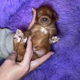 Teddy - Red  male Goldendoodle puppy in Austin, Texas from Doodles of Central Texas