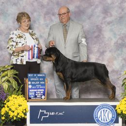 Rottweilers from Cimmerron Rottweilers