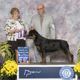 Rottweilers from Cimmerron Rottweilers