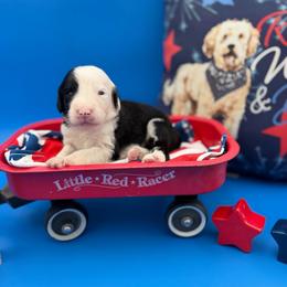 Lewis - Black and white male Sheepadoodle puppy in Willacoochee, Georgia from Kitandkboodle's Doodles