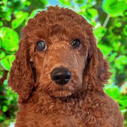 Cooper - Red  male Poodle puppy in Mc Henry, Illinois from Sunset Maple Poodles