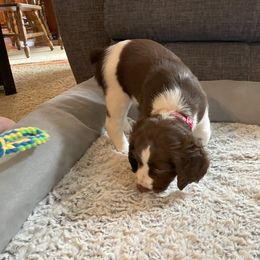 English Springer Spaniel Puppies from Timothy Naylor
