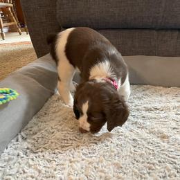 English Springer Spaniel Puppies from Timothy Naylor