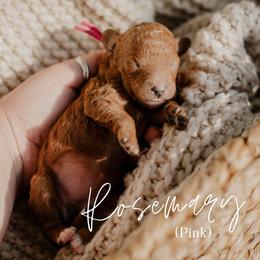 Rosemary - Red  female Goldendoodle puppy in Patterson, California from Dooling Doodles