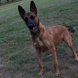 HELGA - Belgian Malinois