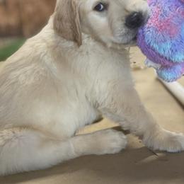 Golden Retriever Puppies from Homeward Bound Goldens